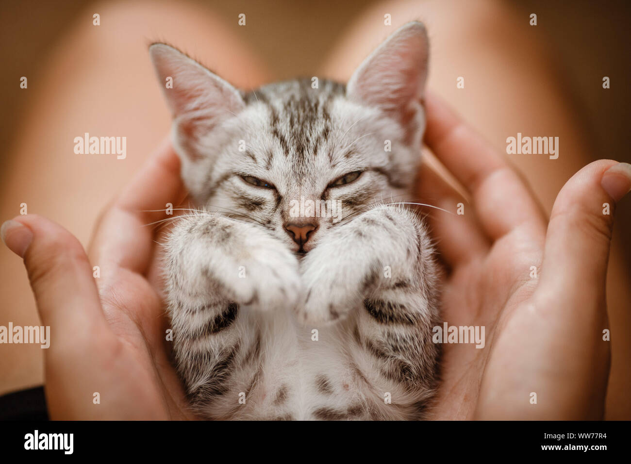 Mignon Petit Chaton Raye Gris Accueil Dans La Main Adorable Petit Chaton Avec Le Proprietaire A La Maison Gros Plan Tres Mignon Et Drole Emotions Kitty Photo Stock Alamy