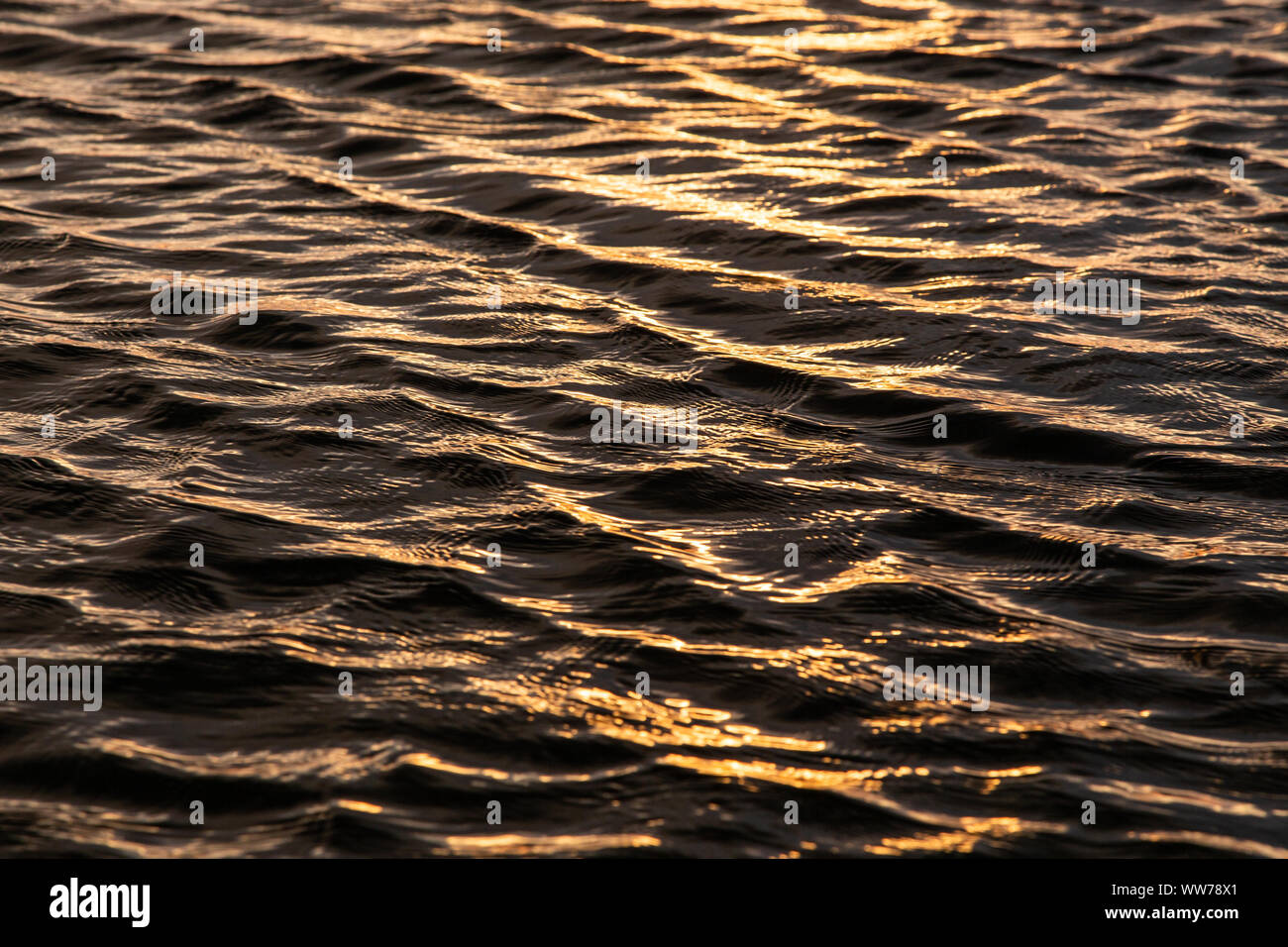 La lumière dorée du soleil se reflète sur les eaux côtières ondulées de Honeymoon Island, en Floride. Banque D'Images