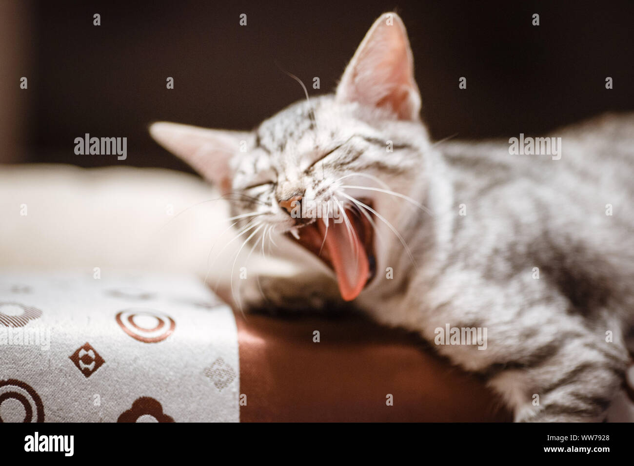 Le chat couché sur maison avec belle couleur de fond. Chat dormir dans la maison sur un flou fond clair. Les chats reste après avoir mangé. Banque D'Images