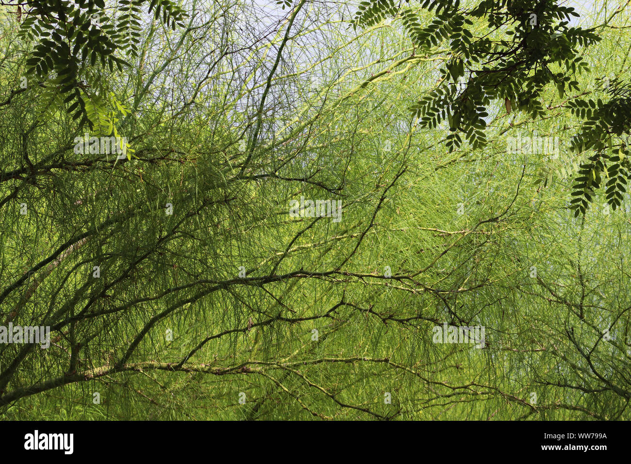 Le feuillage et les branches Banque D'Images