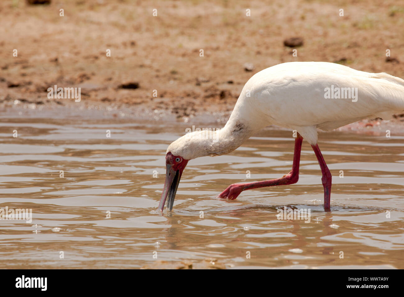 Spatule d'Afrique adultes se nourrissant dans Nzerekera le lac, déménagement son projet de loi sur l'eau pour attraper une proie. Banque D'Images