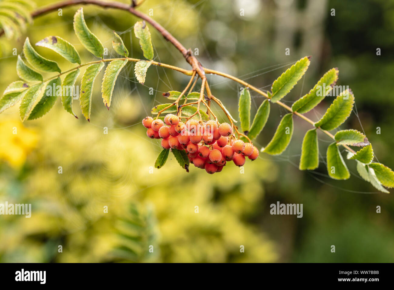 Rowan berry ou mountain ash, Sorbus aucuparia, Pyrus aucuparia, baies on tree Banque D'Images