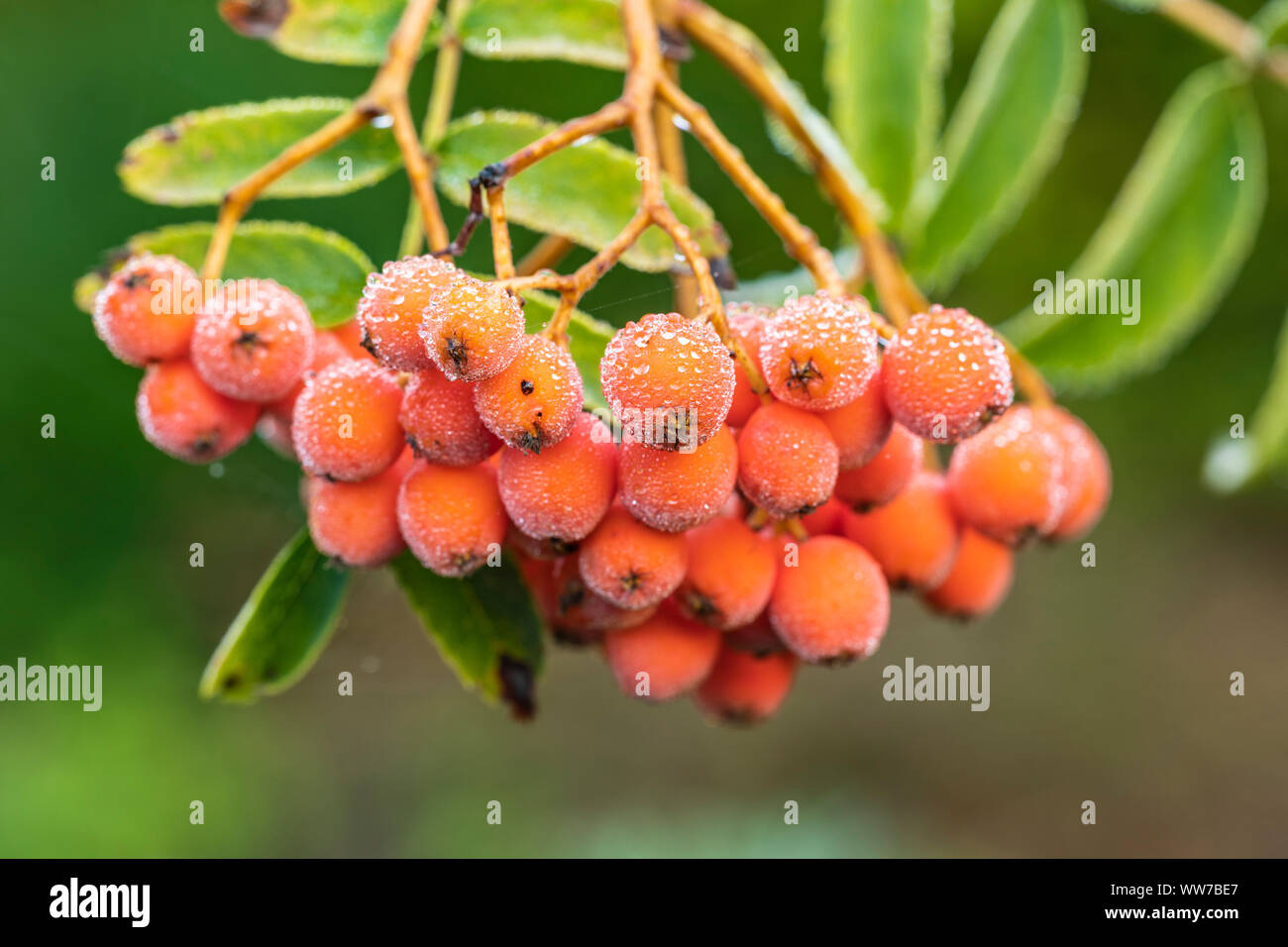 Rowan berry ou mountain ash, Sorbus aucuparia, Pyrus aucuparia, baies on tree Banque D'Images