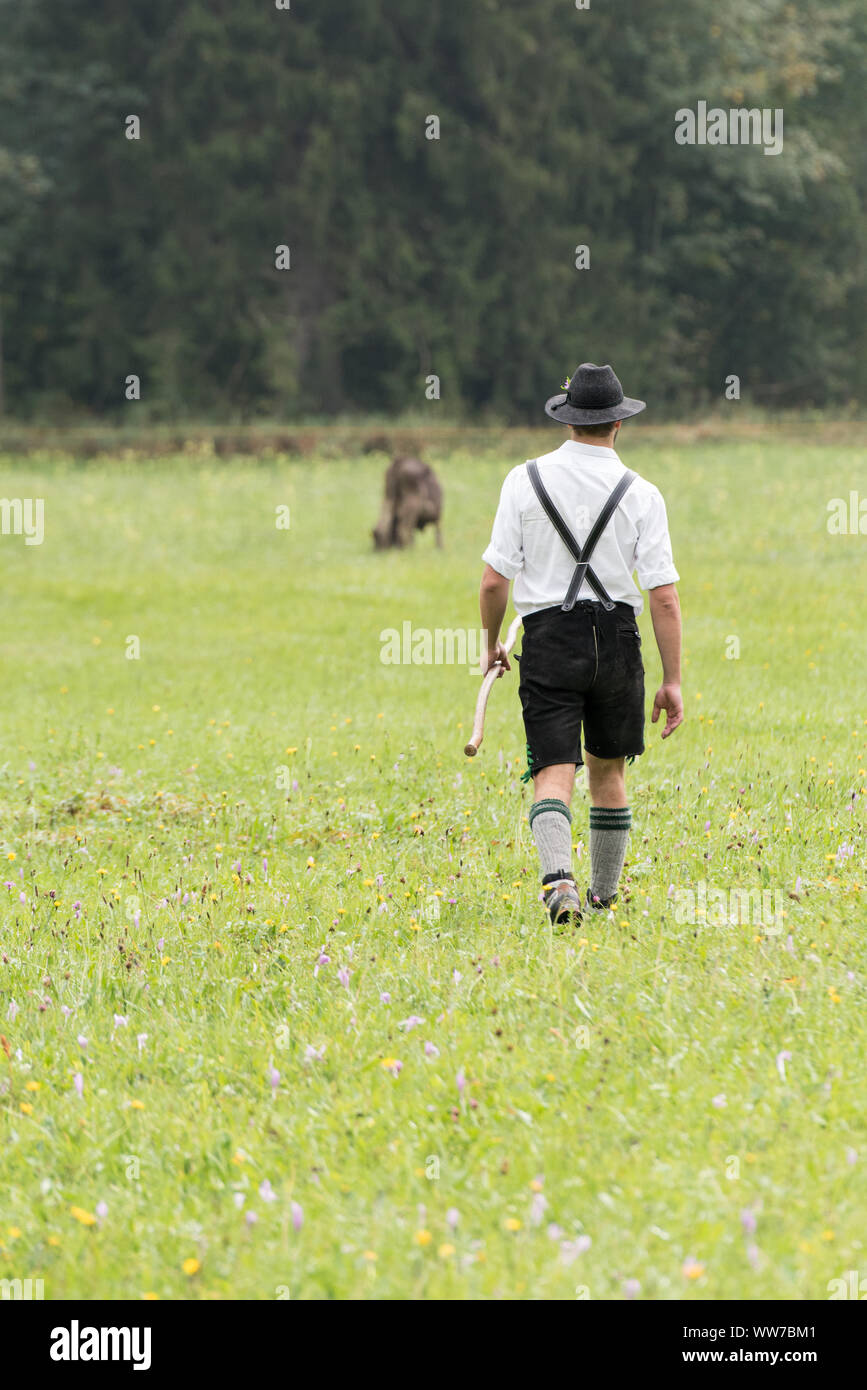 Viehscheid' après Almabtrieb cérémonial (en descendant de bêtes à l'estive dans la vallée de l'automne) à la fin de l'été en Bavière Banque D'Images