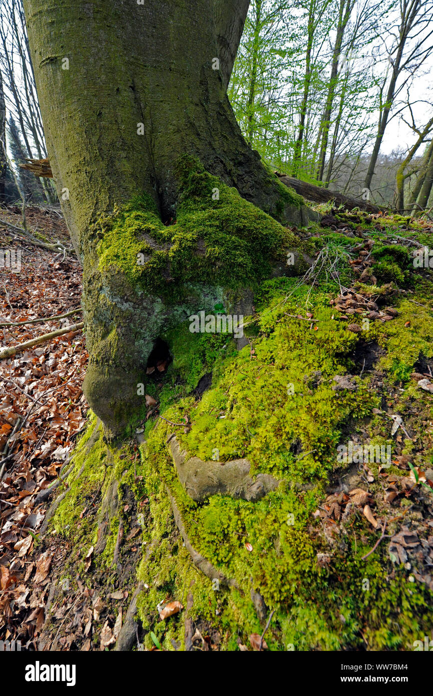 Forêt semi-naturelle du paysage, forêt décidue mixte avec des hêtres rouges Banque D'Images