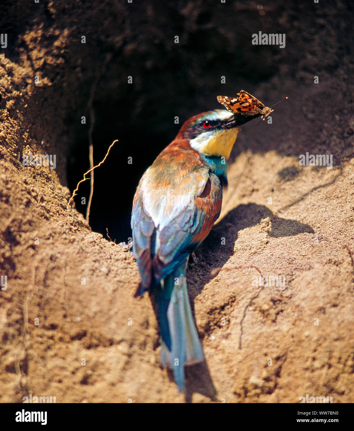 Bee-eater avec papillon piégé dans son bec est situé en face de l'entrée de sa caverne trou de la couvée Banque D'Images