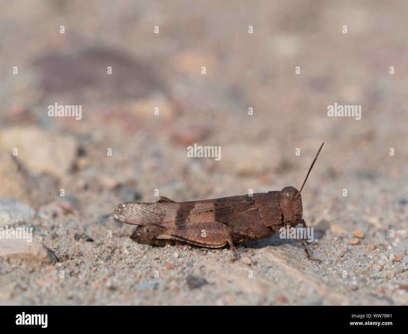 Blue-winged Oedipoda caerulescens, assis dans le sable Banque D'Images