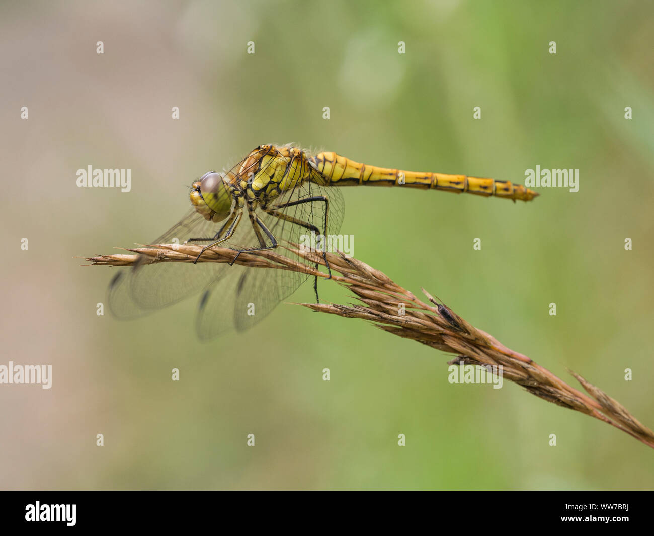 Libellule Sympetrum vulgatum, commune, femme, assis sur un pédoncule Banque D'Images