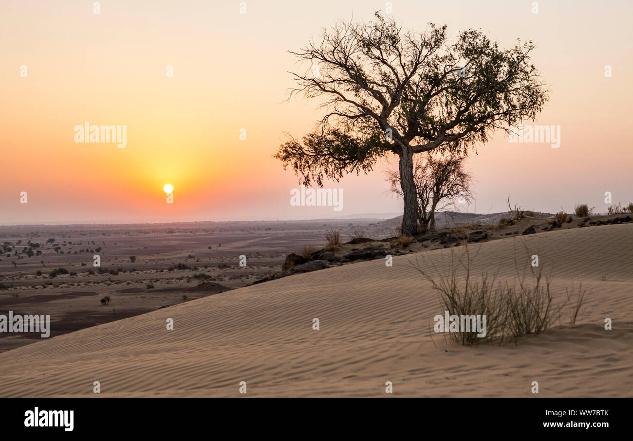 Un arbre isolé au sommet d'une colline de sable avec des dunes sur elle comme le soleil se lève sur le désert de Thar du Rajasthan, en Inde. Banque D'Images