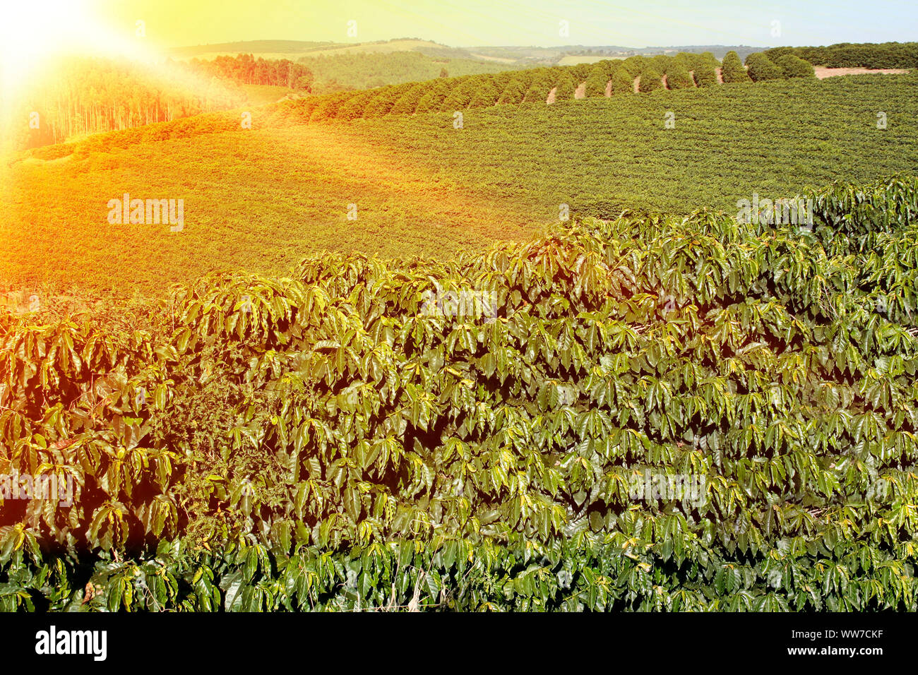 Ferme avec vue sur la plantation de café - Café à la ferme Brésil - Cafe do Brasil Banque D'Images