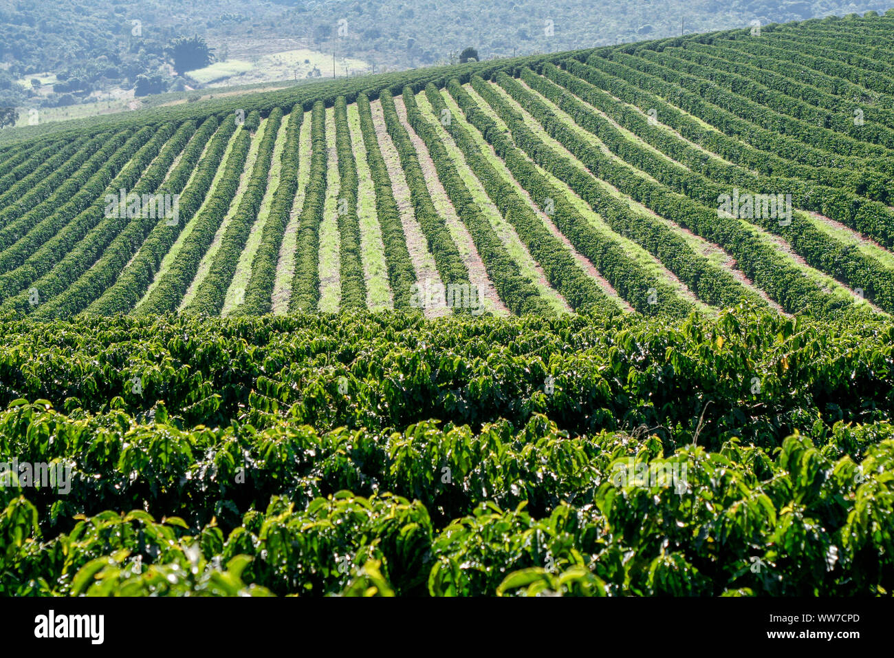Ferme avec vue sur la plantation de café - Café à la ferme Brésil - Cafe do Brasil Banque D'Images