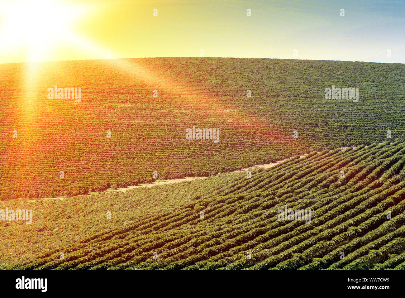 Ferme avec vue sur la plantation de café - Café à la ferme Brésil - Cafe do Brasil Banque D'Images