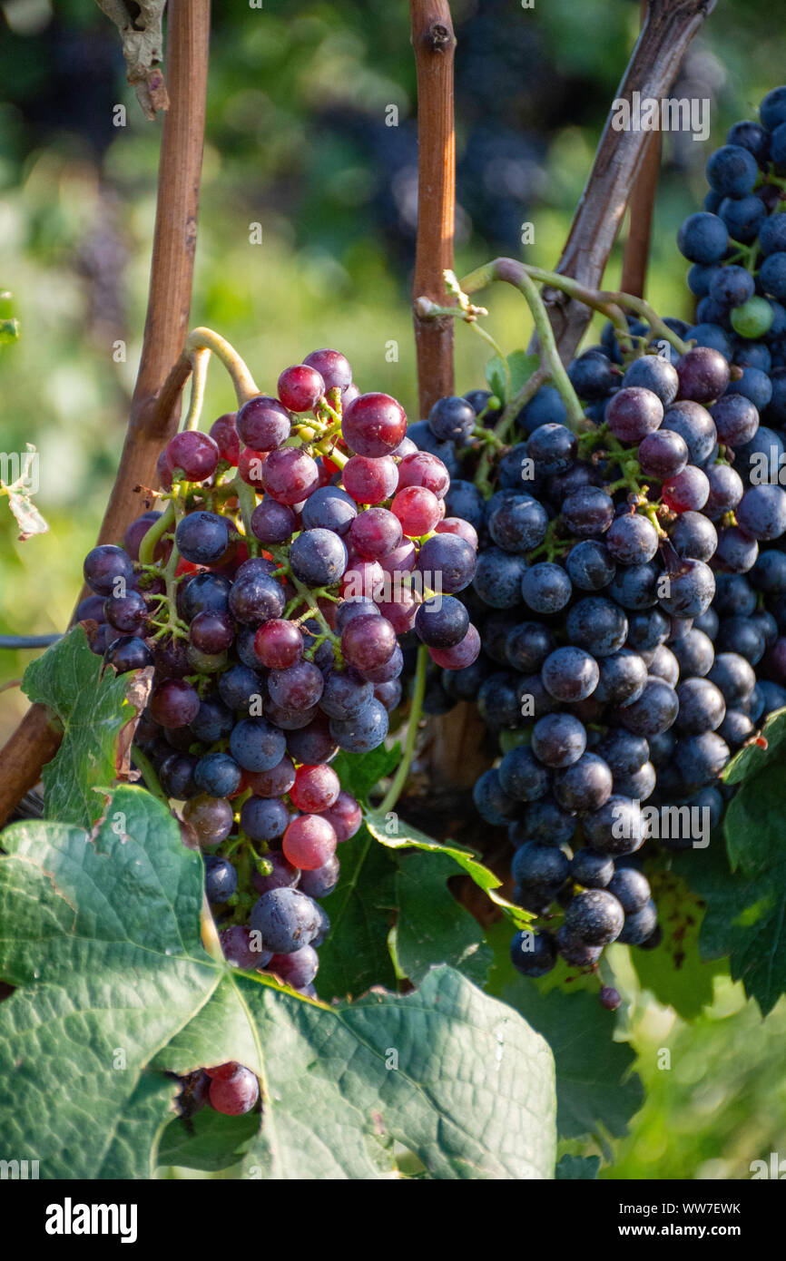Beaux raisins rouges sur la vigne dans l'attente de la récolte à la fin de l'été à Niagara on the Lake, Ontario, Canada, une destination populaire pour les amateurs de vin. Banque D'Images