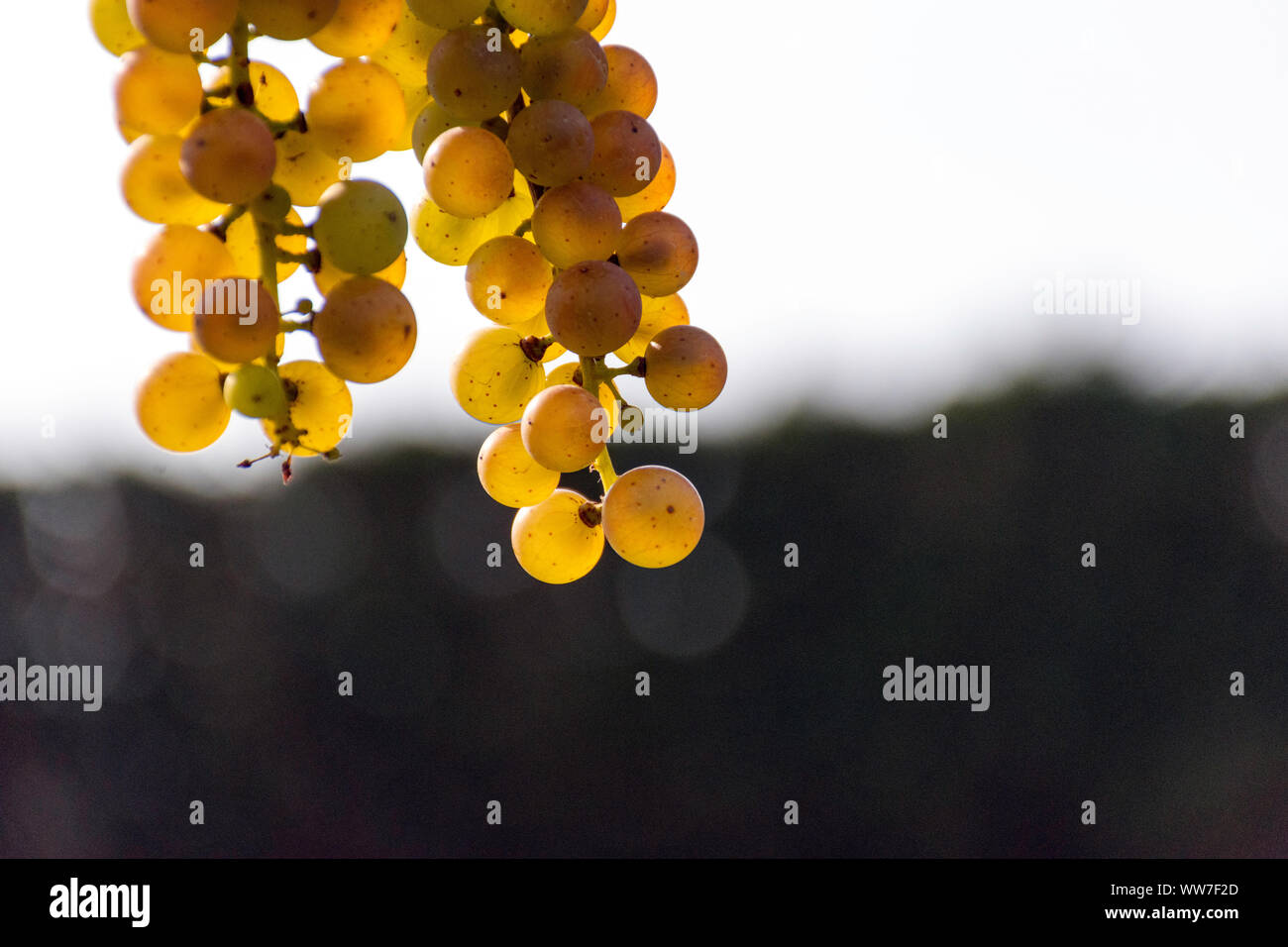 Avec un soft focus et arrière-plan flou, de belles grappes de raisins Riesling or mûrissent sur la vigne dans la région de Niagara on the Lake, Ontario, Canada. Banque D'Images