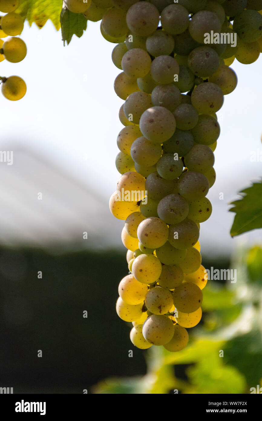 Avec un soft focus et arrière-plan flou, de belles grappes de raisins Riesling or mûrissent sur la vigne dans la région de Niagara on the Lake, Ontario, Canada. Banque D'Images
