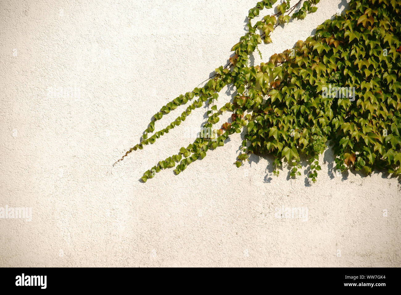 Les feuilles de raisin frais et vert sur un brillant et jaune, façade de plâtre Banque D'Images