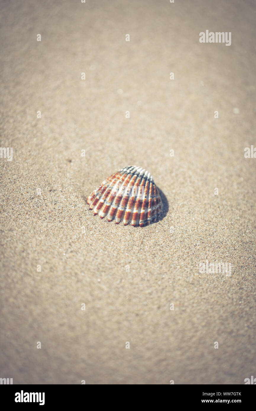 Un coquillage est situé sur le sable sur une plage en Espagne Banque D'Images