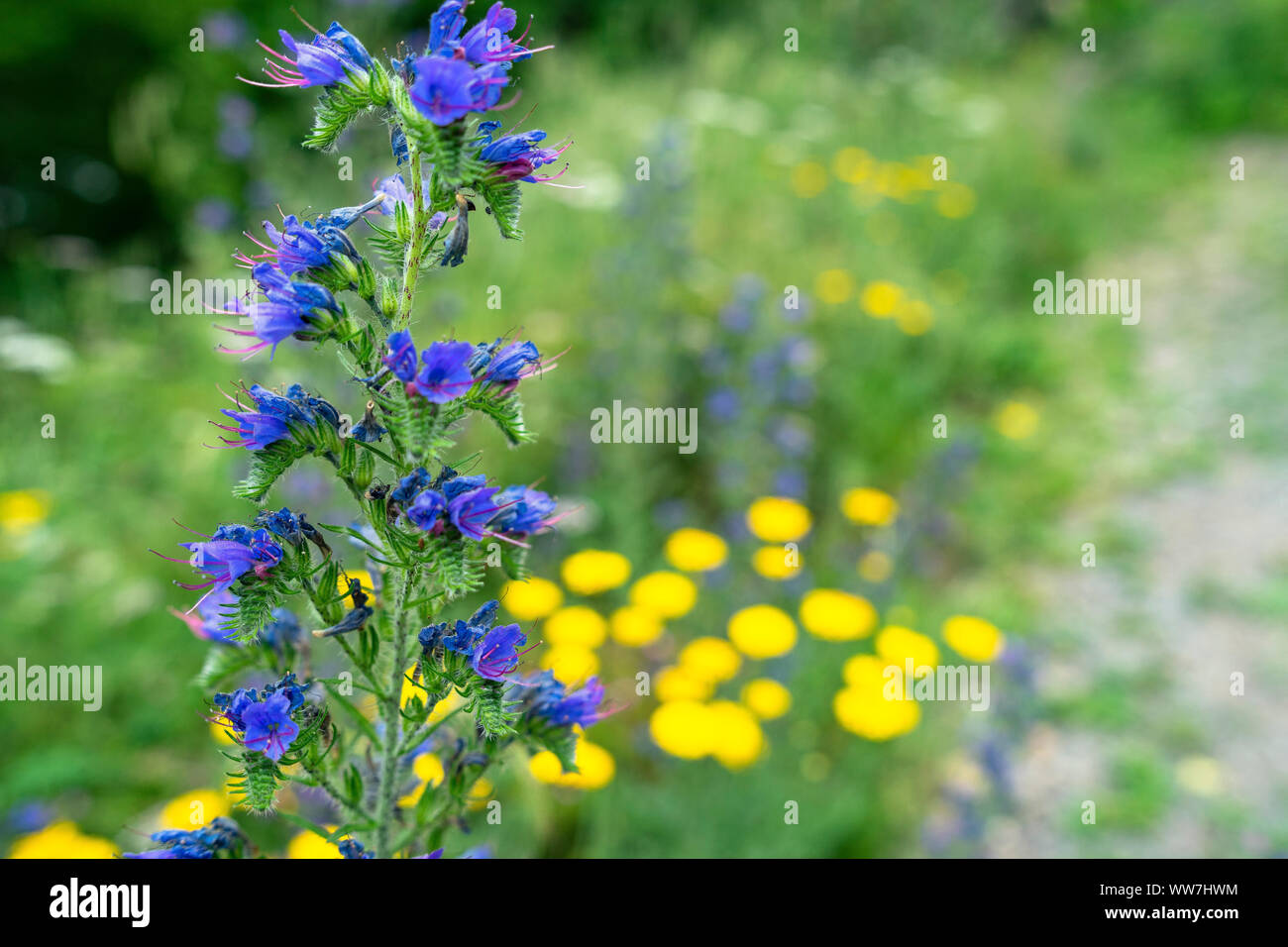 Allemagne, Bavière, Fichtelgebirge, Bad Berneck, Flore en face de l'Hohenberneck les ruines du château Banque D'Images