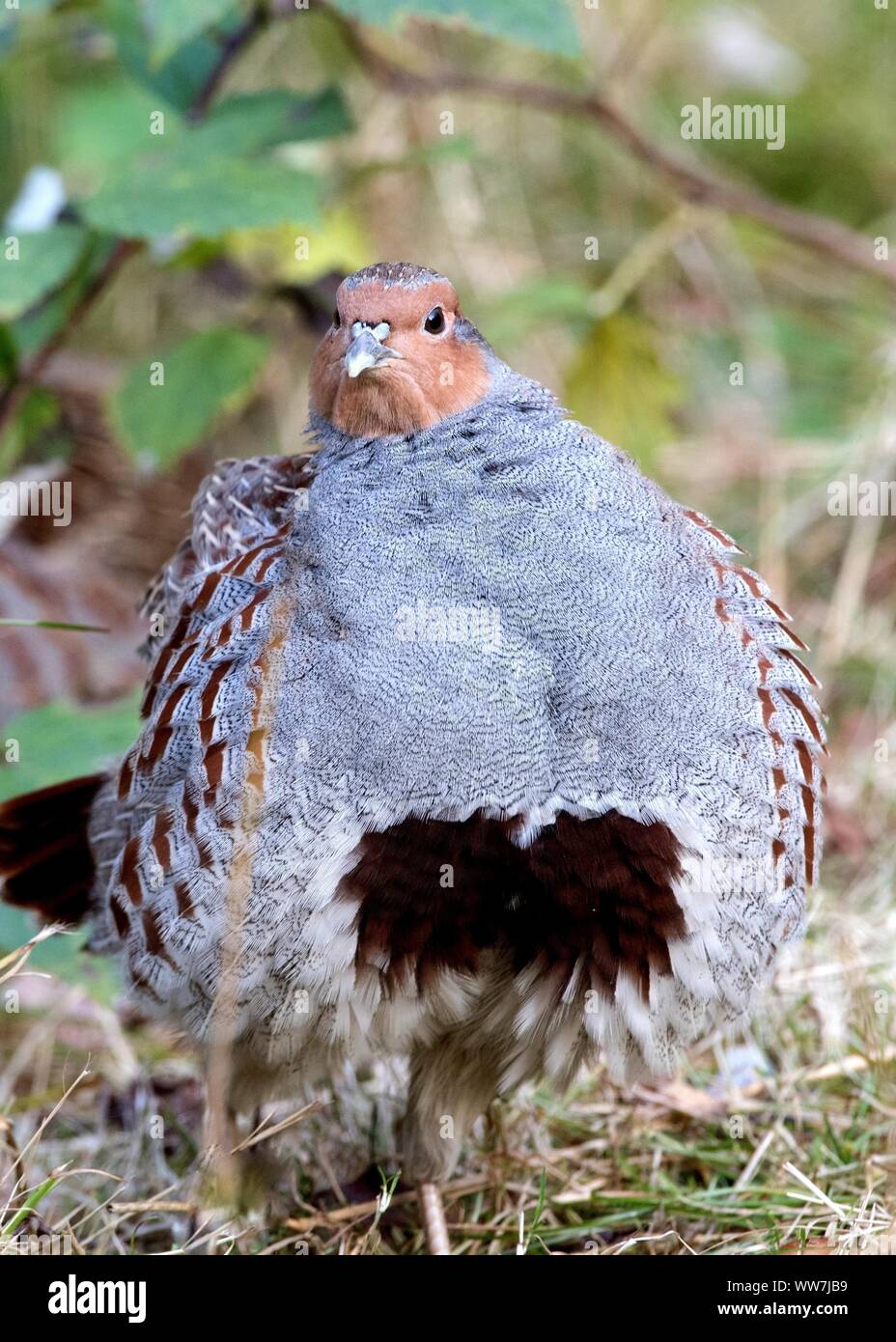 perdrix Banque D'Images perdrix Banque D'Images