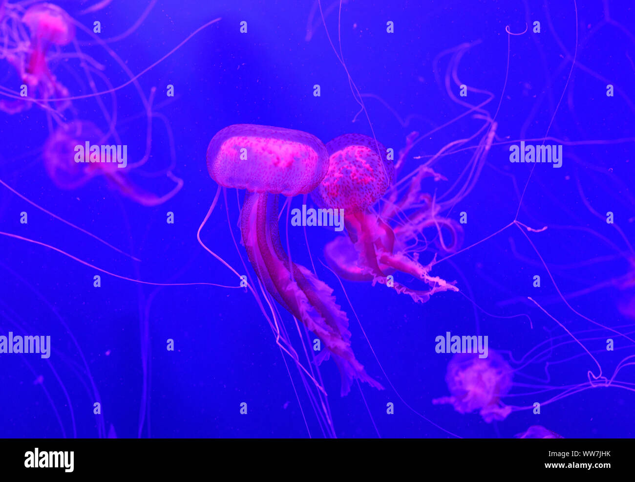 Méduse de lune (Aurelia aurita) en lumière colorée, captive, Espagne Banque D'Images