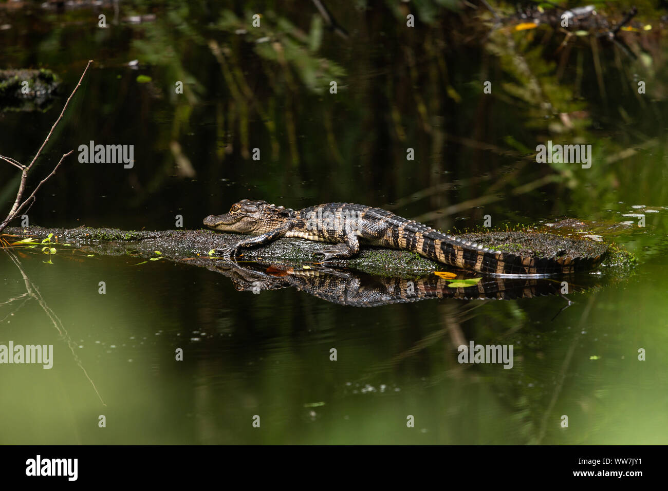 Juvenile alligator Alligator mississippiensis) (à la John Chesnut Sr Park à Palm Harbor, Florida, USA. Banque D'Images