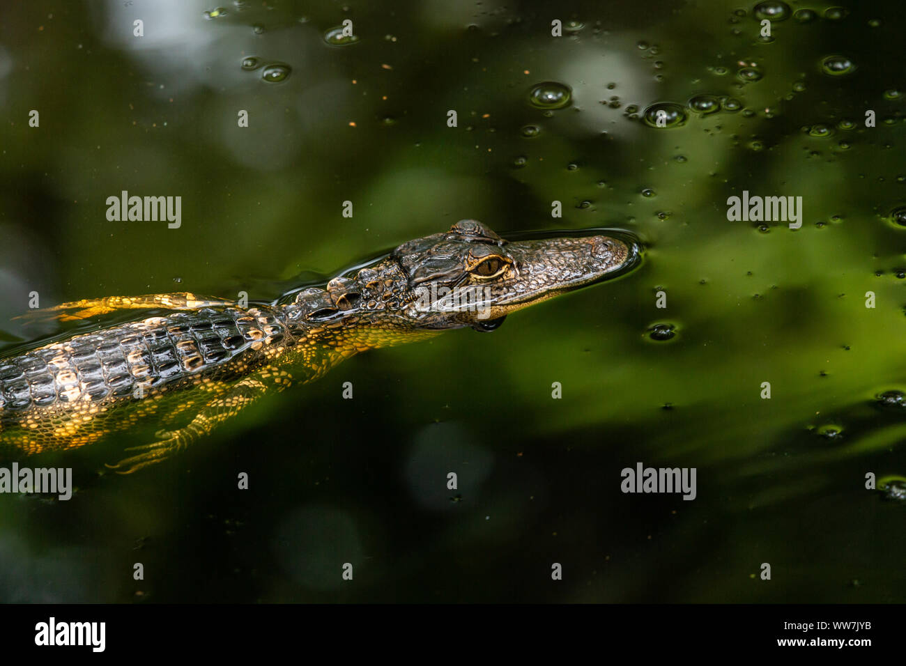 Juvenile alligator Alligator mississippiensis) (à la John Chesnut Sr Park à Palm Harbor, Florida, USA. Banque D'Images