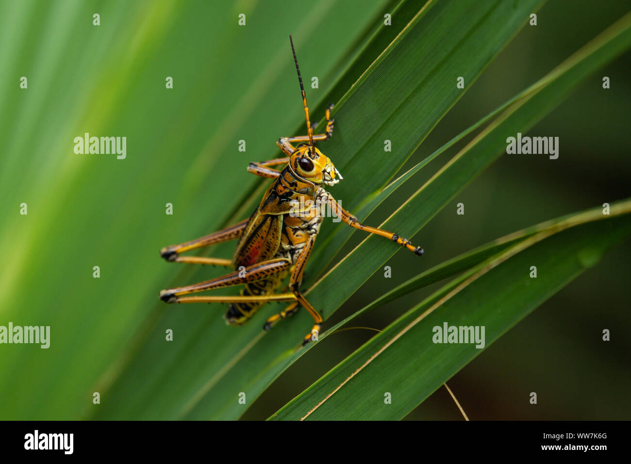 Adulte de l'est lubber Grasshopper (Romalea microptera) au parc national de la faune d'Ellie Schiller Homosassa Springs, Floride, États-Unis. Banque D'Images