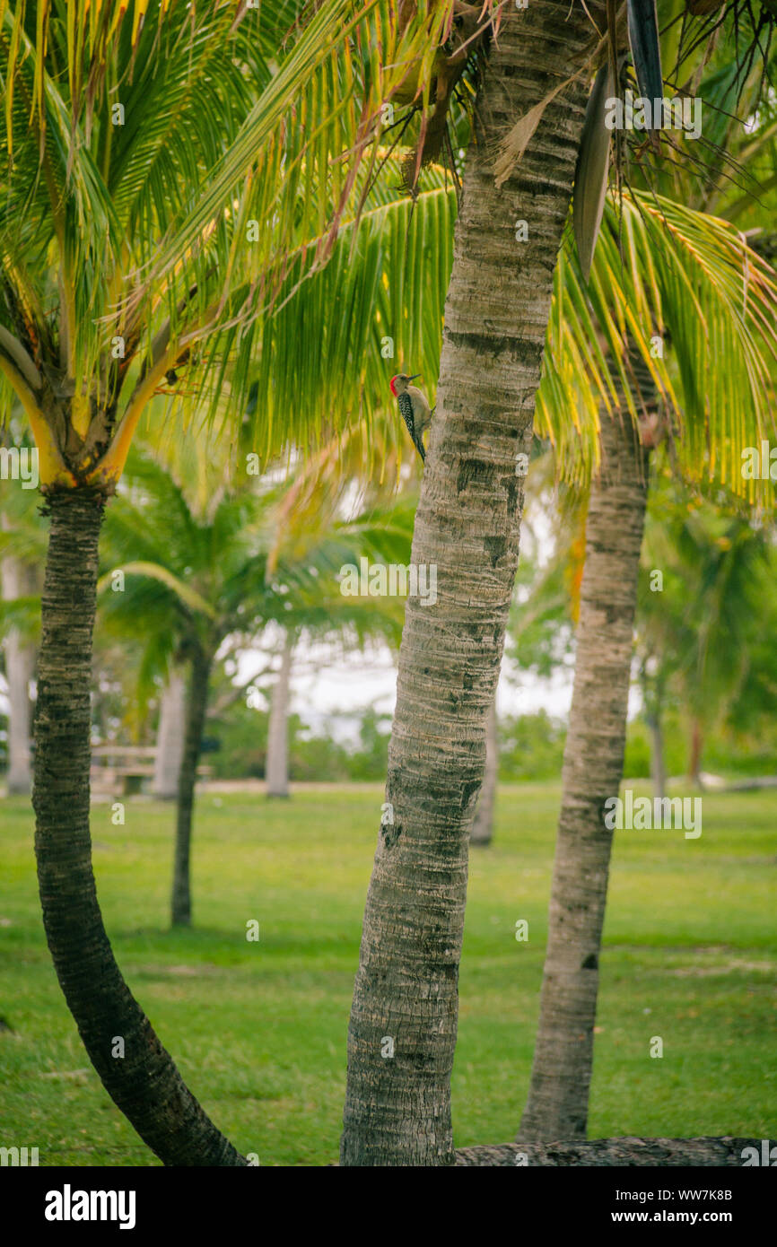 Pic à ventre rouge perché sur un palmier sur Boca Chita Key en Floride USA Banque D'Images