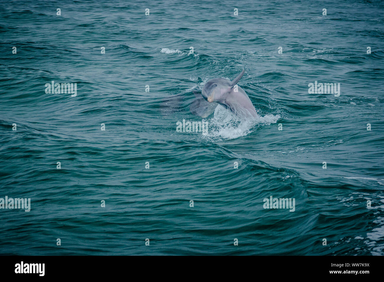 Dauphin sautant hors de l'eau dans la baie de Biscayne, Floride USA Banque D'Images