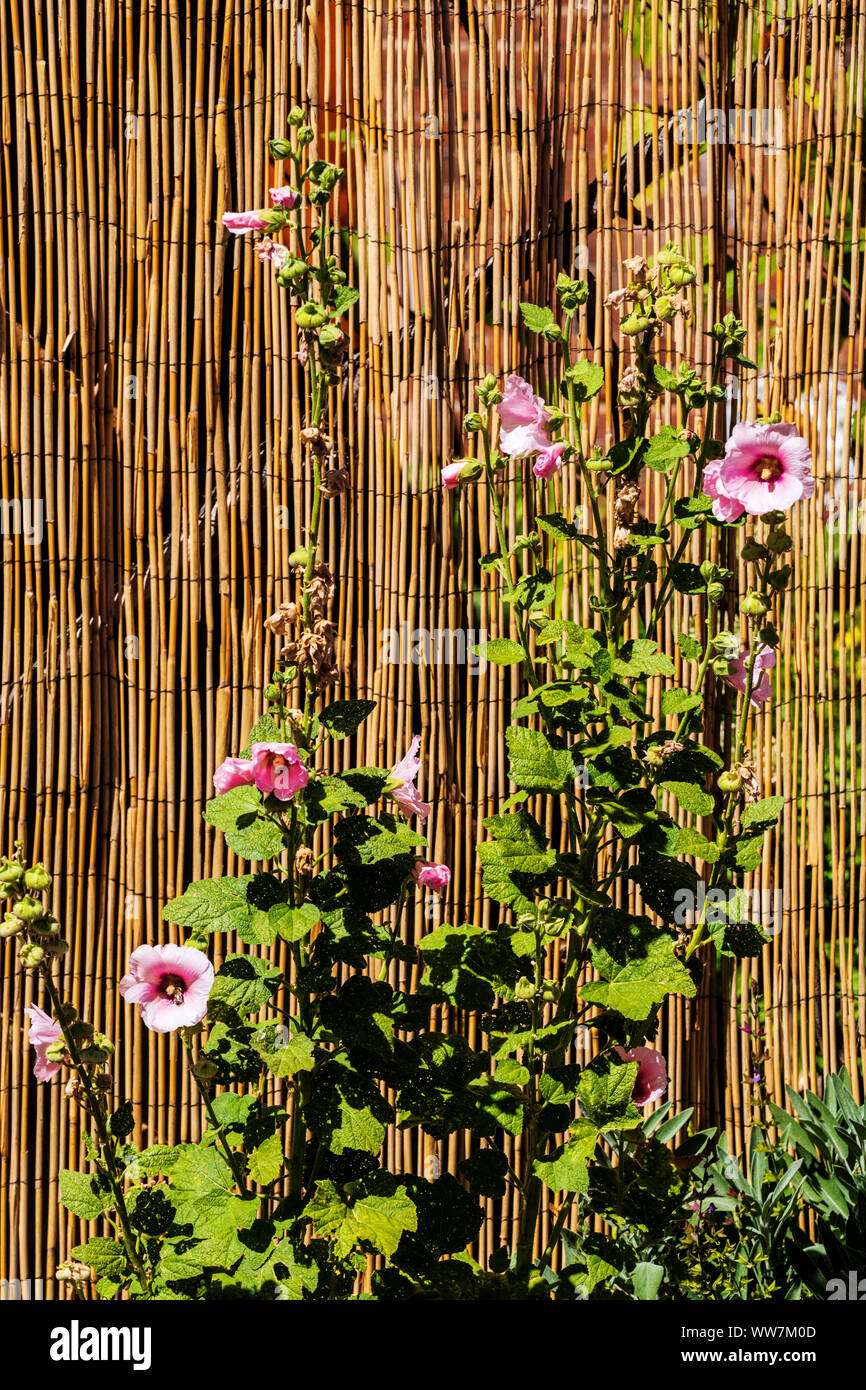 Roses trémières ; Alcea, Malvaceae ; croître contre une clôture bambou naturel ; 114 East 1st St., Salida, Colorado, USA Banque D'Images