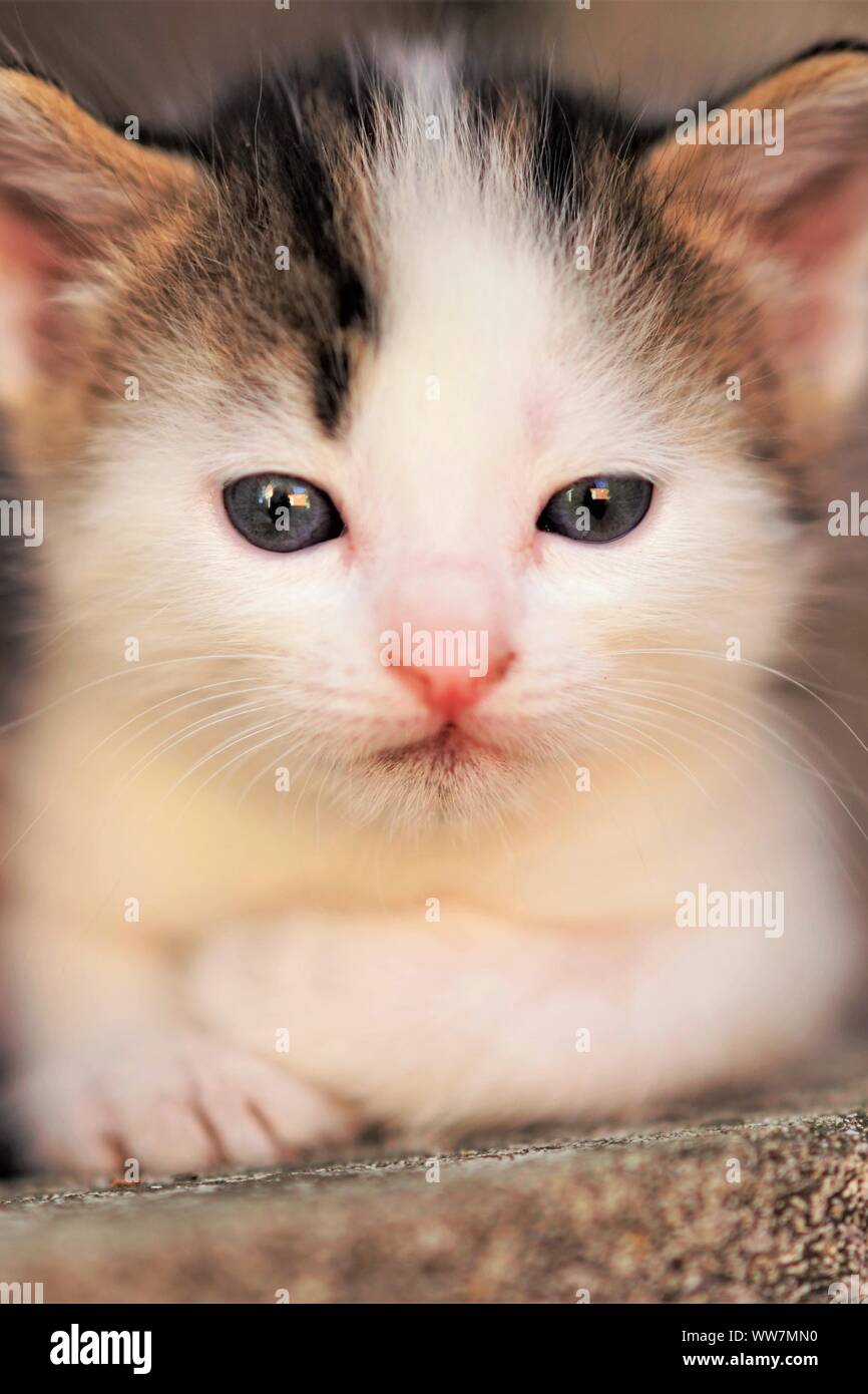 Blanc Avec Des Taches Marron Petit Bebe Chaton Portrait Mignon Kitty Libre De Visage Photo Stock Alamy