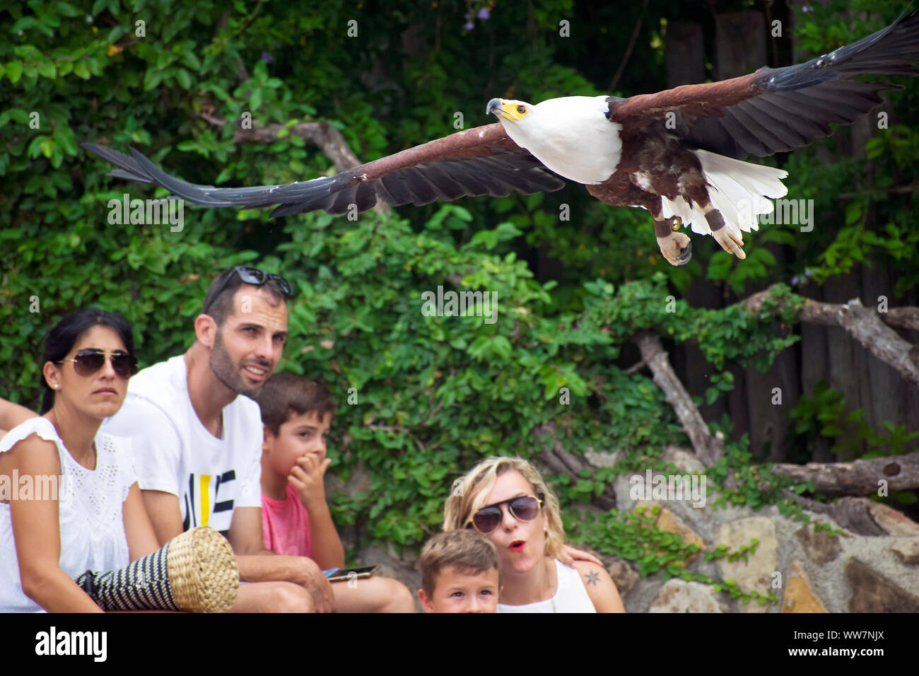 Valence, Espagne, le 26 août 2019 : African fish eagle ou Haliaeetus vocifer, formés à la fauconnerie comme animal de compagnie, un vol en exposition, spectacle. Les gens. Banque D'Images
