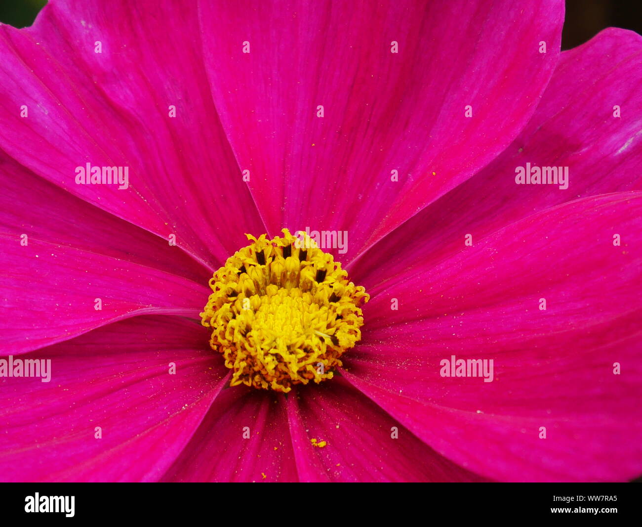 Gros plan d'une fleur cosmos rose vif avec centre jaune Banque D'Images