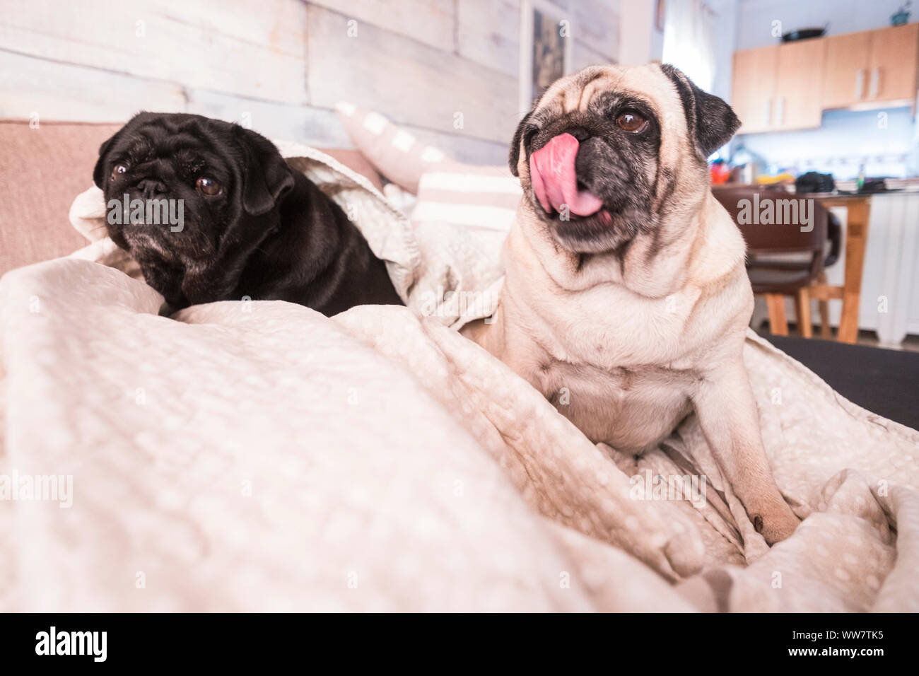 Le PUG dog est d'avoir du plaisir à jouer sous la couverture. Allongé sur un canapé marron, vous regardez avec des yeux tendres enveloppé dans une couverture blanche. Banque D'Images