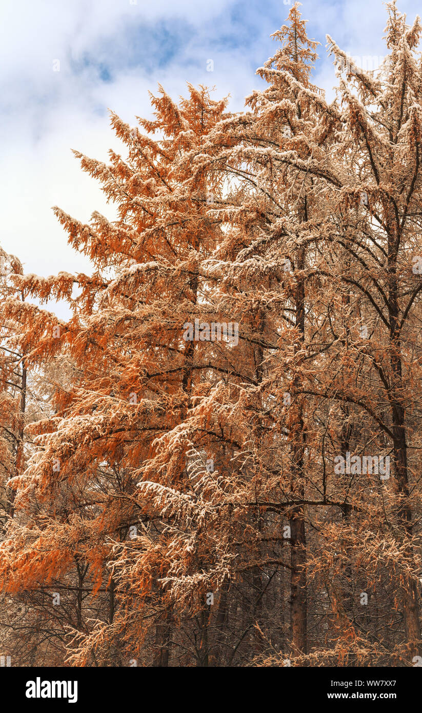 Première neige en automne avec des couleurs automnales des mélèzes (Larix), Banque D'Images