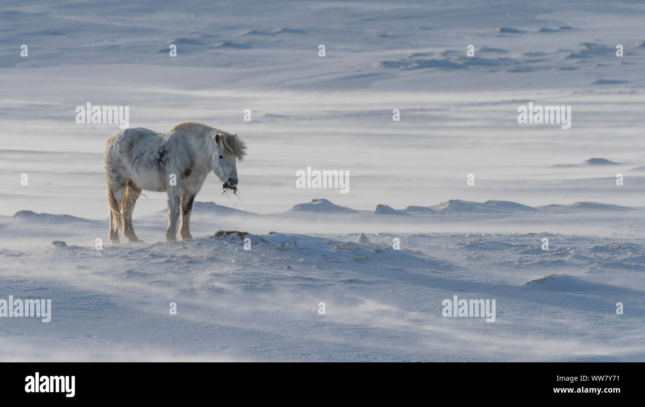 Cheval Blanc L Islande Dans La Neige Dans Le Profond De L Hiver Sur L Islande Glasgow Photo Stock Alamy