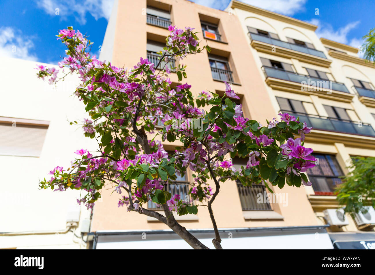 Orchid tree, (Bauhinia variegata), Santa Cruz de Tenerife, Canaries, Espagne, Europe Banque D'Images