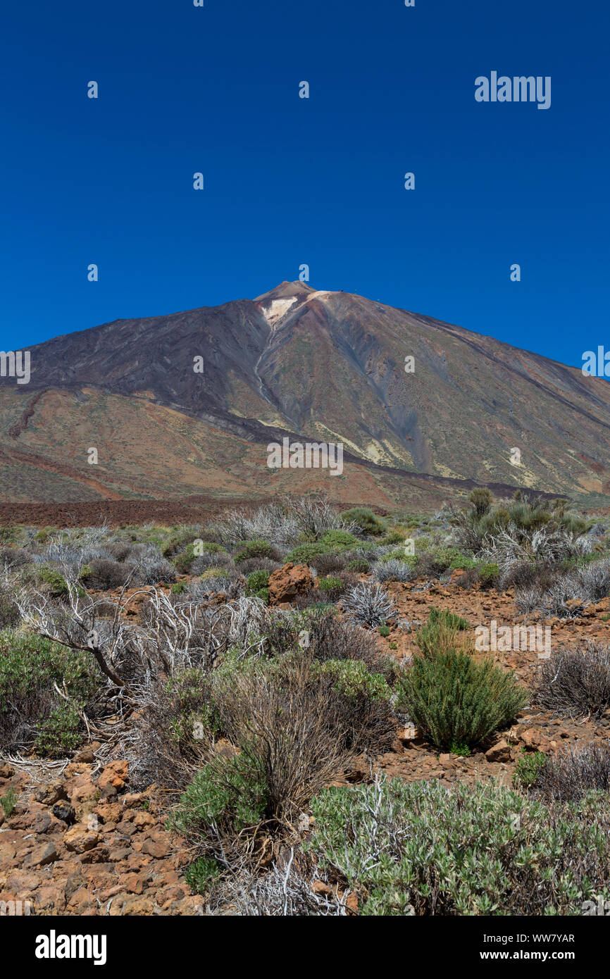 Pico del Teide, volcan de 3718 m, la plus haute montagne d'Espagne, Las Canadas paysage volcanique, le Parc National du Teide, UNESCO World Heritage - site naturel, Tenerife, Canaries, Espagne, Europe Banque D'Images