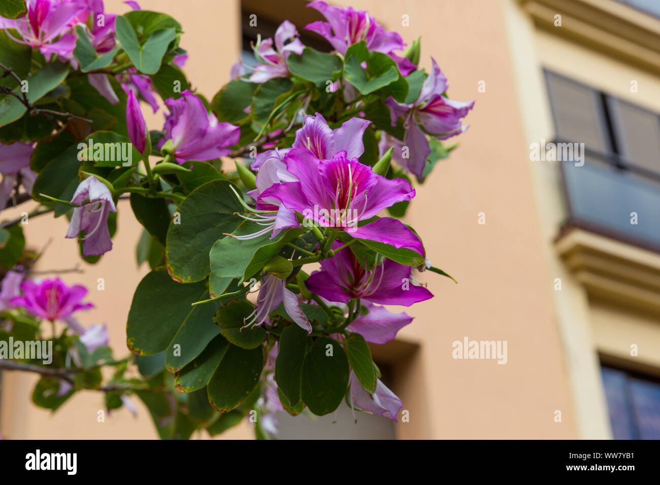 Orchid tree, (Bauhinia variegata), Santa Cruz de Tenerife, Canaries, Espagne, Europe Banque D'Images