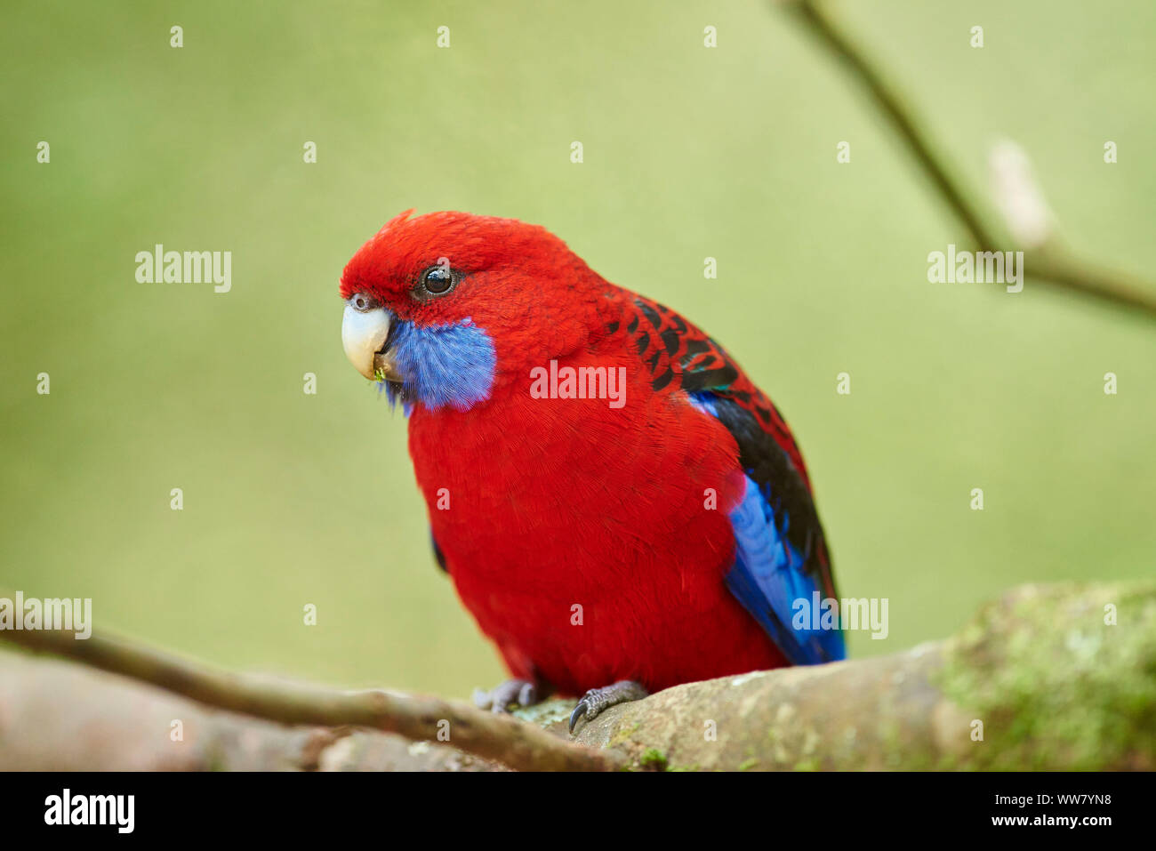 Crimson Rosella (Platycercus elegans) assis sur une branche, de la faune, Dandenong Ranges National Park, Victoria, Australie Banque D'Images