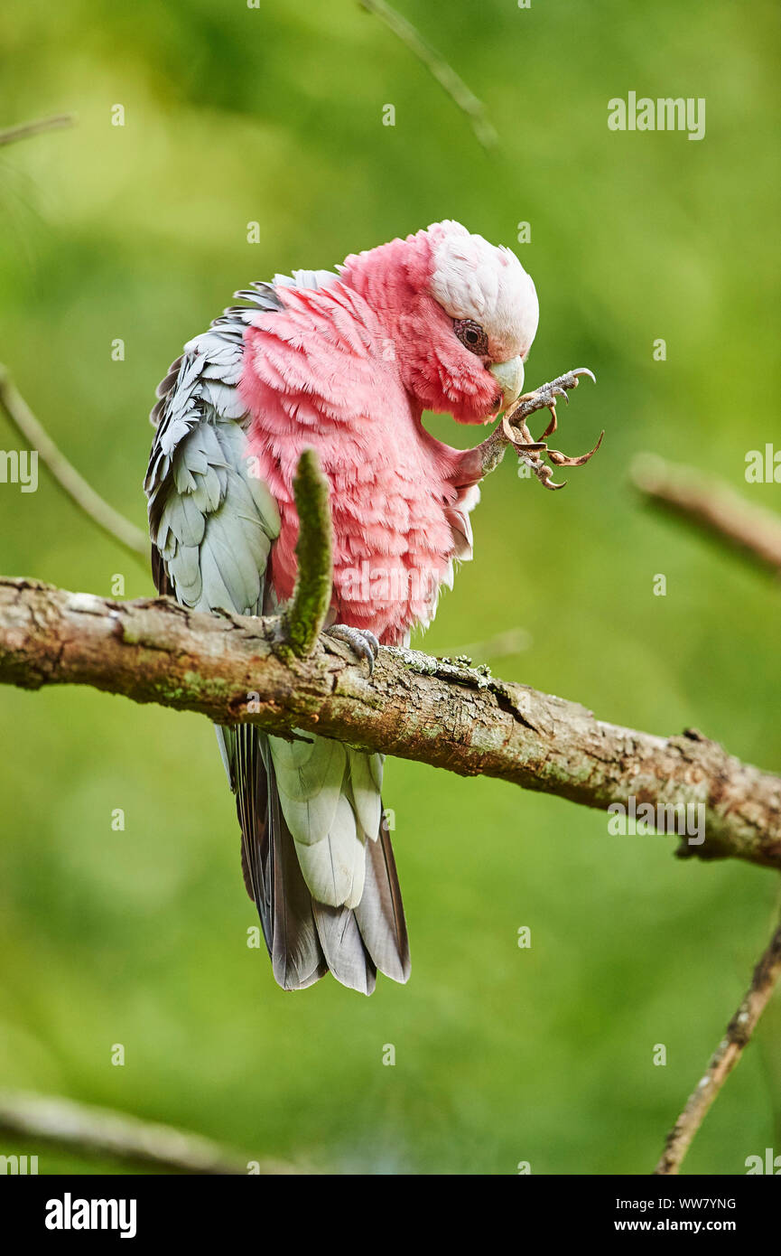 Cacatoès rosalbin (Eolophus roseicapilla), de la direction générale, vue de côté, assis, de la faune, Close up, Victoria, Australie Banque D'Images