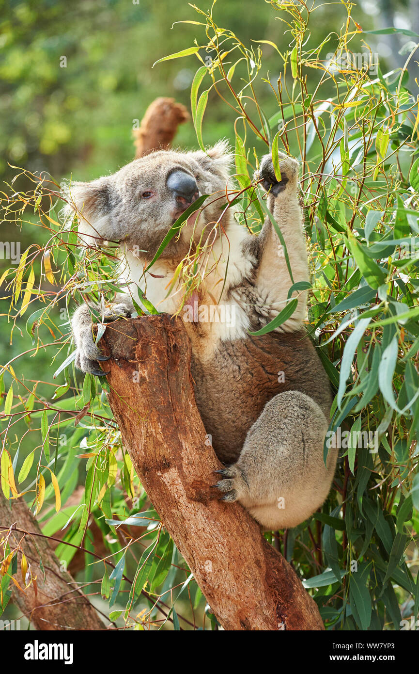 Koala (Phascolarctos cinereus) sur un arbre, bambou, portrait, Victotria, Australie Banque D'Images