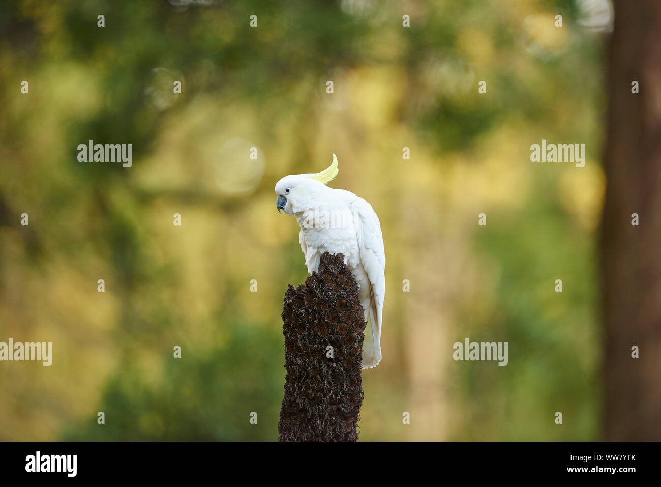 Teneur en soufre cacatoès soufré (Cacatua galerita) dans une forêt, de la direction générale, assis, de la faune, Dandenong Ranges National Park, Victoria, Australie Banque D'Images
