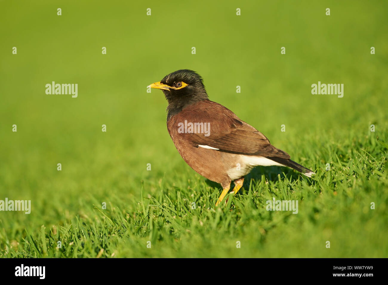 Myna Acridotheres tristis (commune), prairie, vue latérale, Comité permanent Banque D'Images