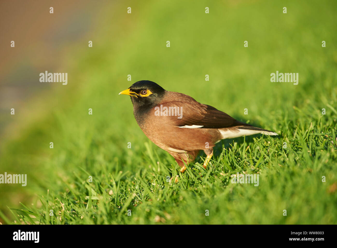 Myna Acridotheres tristis (commune), prairie, vue de côté, stand Banque D'Images