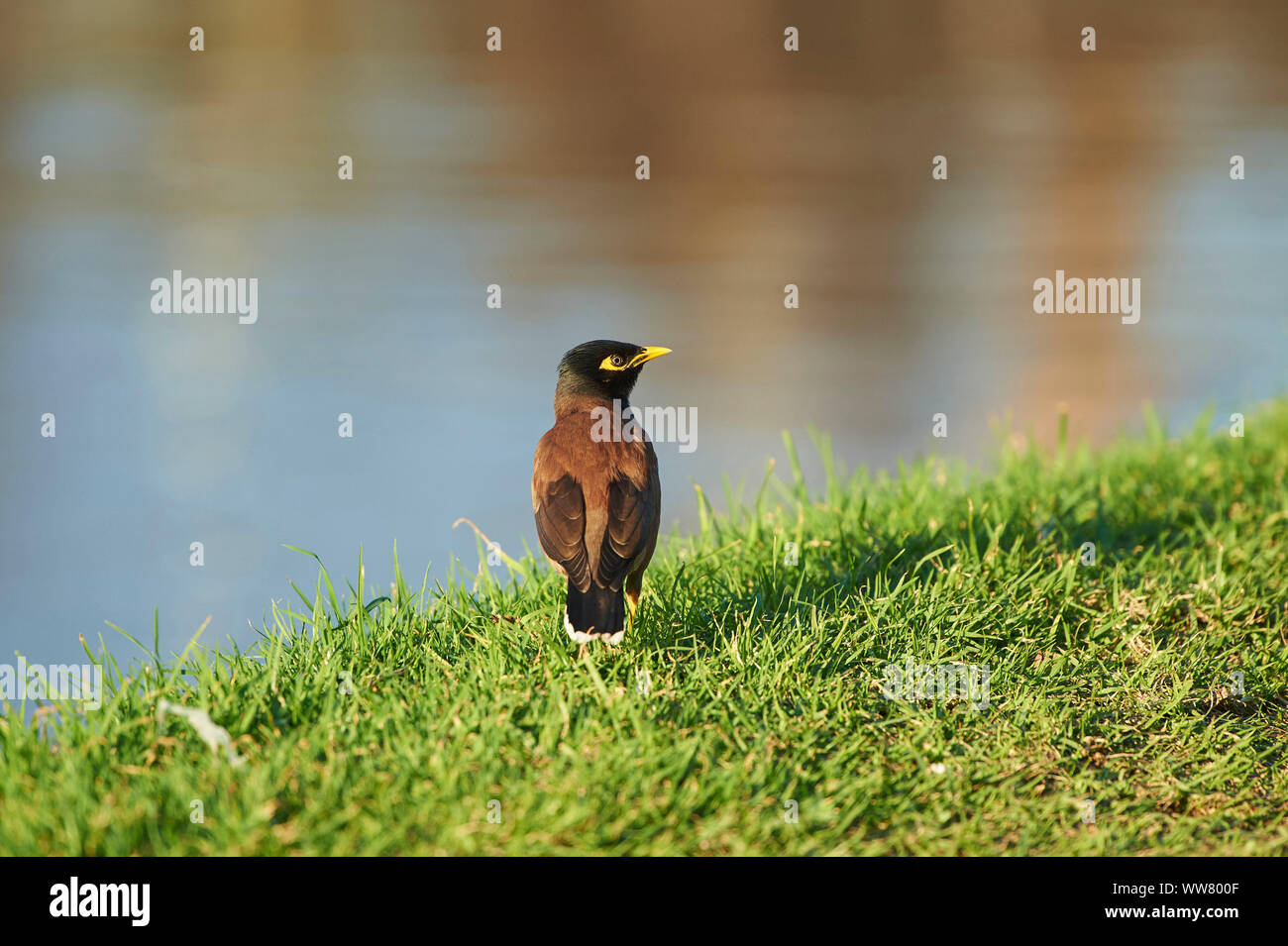 Myna Acridotheres tristis (commune), prairie, vue de côté, stand Banque D'Images