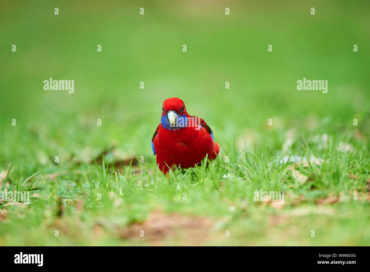 Crimson Rosella (Platycercus elegans) sur le terrain, l'alimentation, de la faune, Dandenong Ranges National Park, Victoria, Australie Banque D'Images