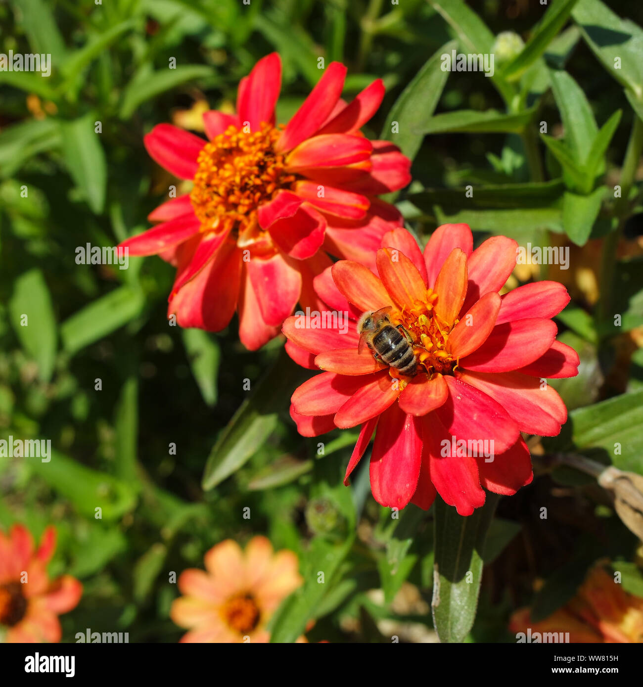 Fleurs et végétaux Banque D'Images