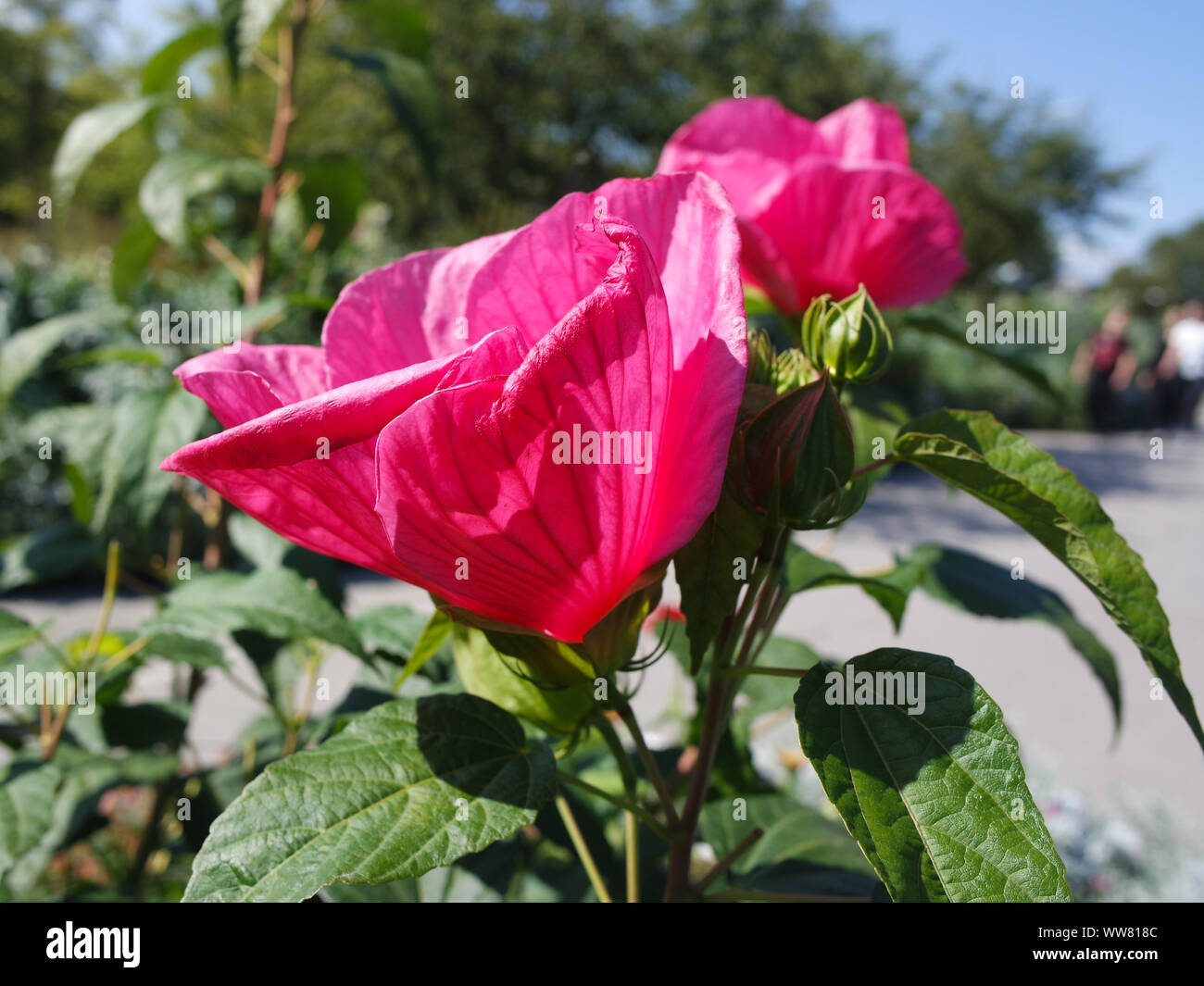 Fleurs et végétaux Banque D'Images