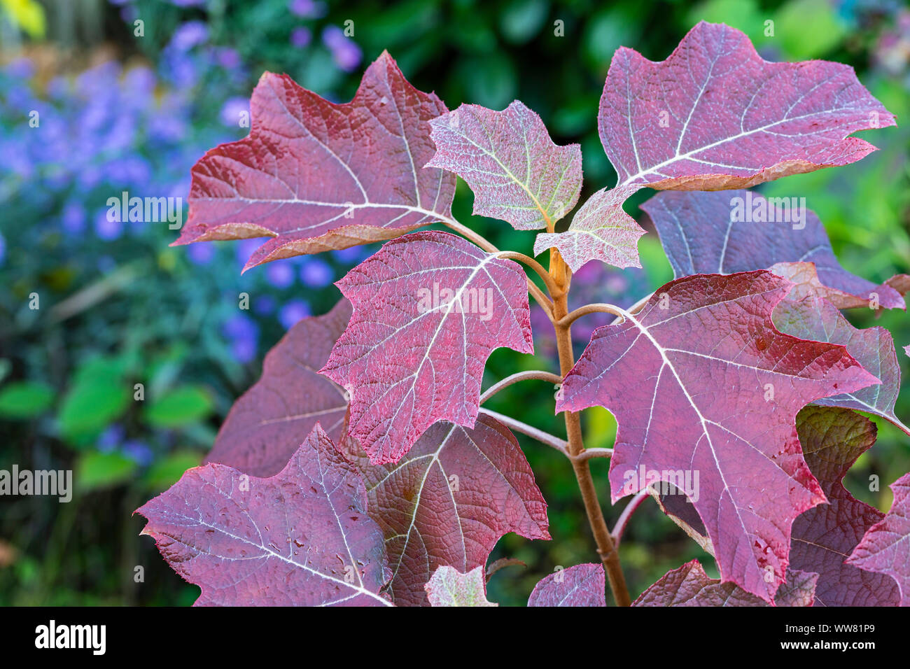 Hortensia feuille de chêne, feuilles d'automne, Close up Banque D'Images